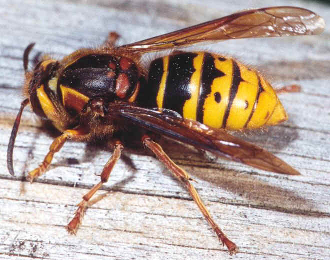 Mittlere Wespe, die zweitgrte bei uns vorkommende Wespe, auch als "kleine Hornisse" bekannt