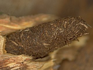 Kokon des Hornissen-Glasflglers; Aegeria apiformis, engl. hornet moth