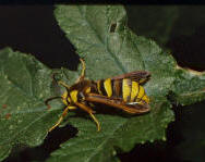 Hornissenschwrmer; Aegeria apiformis, engl. hornet moth