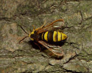 Hornissen-Glasflgler; Aegeria apiformis, engl. hornet moth