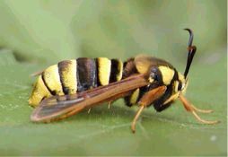 Hornissen-Glasflgler Aegeria apiformis