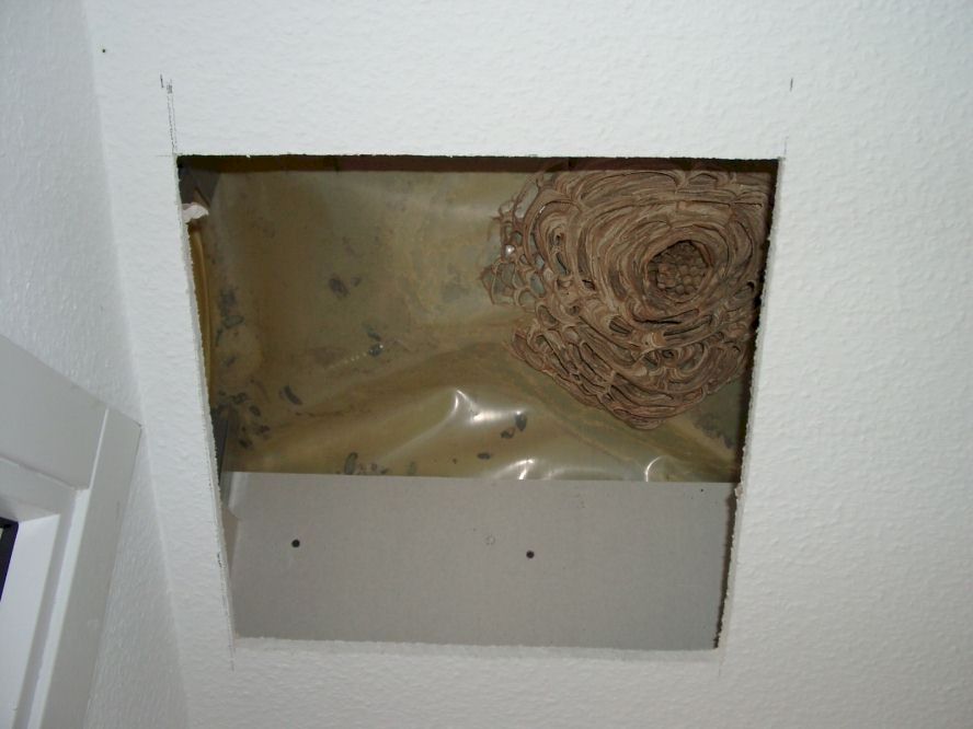 Nest im Dachboden, Foto: Willibrord Langemeyer